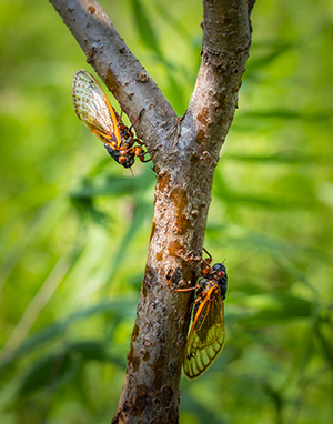 Cicada Control Netting
