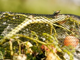 Beetle Netting