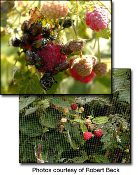 Protect raspberries from Japanese beetles with Plastic Beetle Net from Industrial Netting