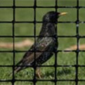 Keep the Birds away with Bird Net from Industrial Netting
